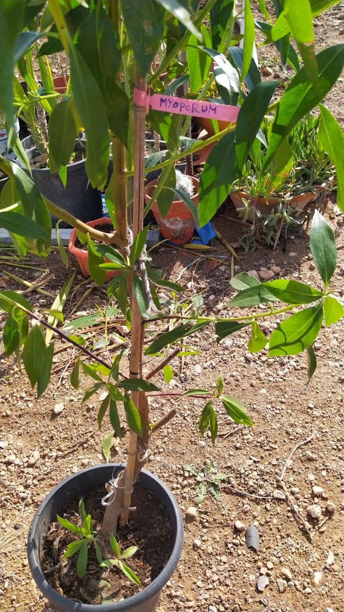 Siempreverde - Myoporum laetum