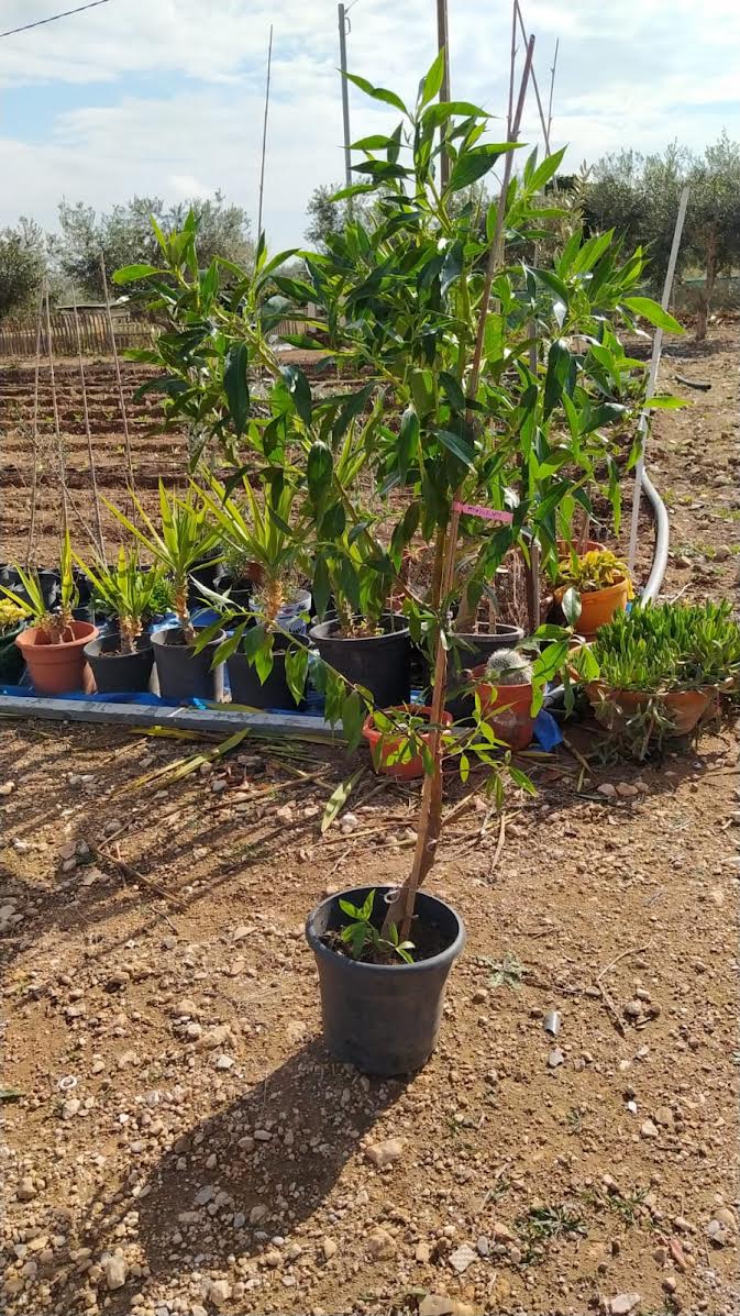 Siempreverde - Myoporum laetum