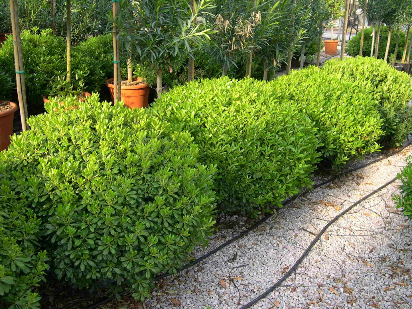 Pitòspor - Pittosporum Tobira