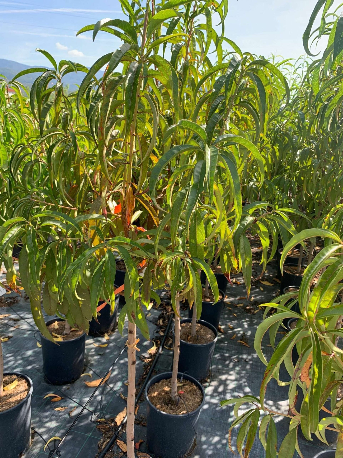 Nectarina - Prunus Persica Var Nucipersica (90/150CM)