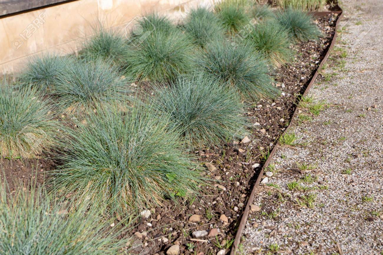 Festuca glauca - Festuca