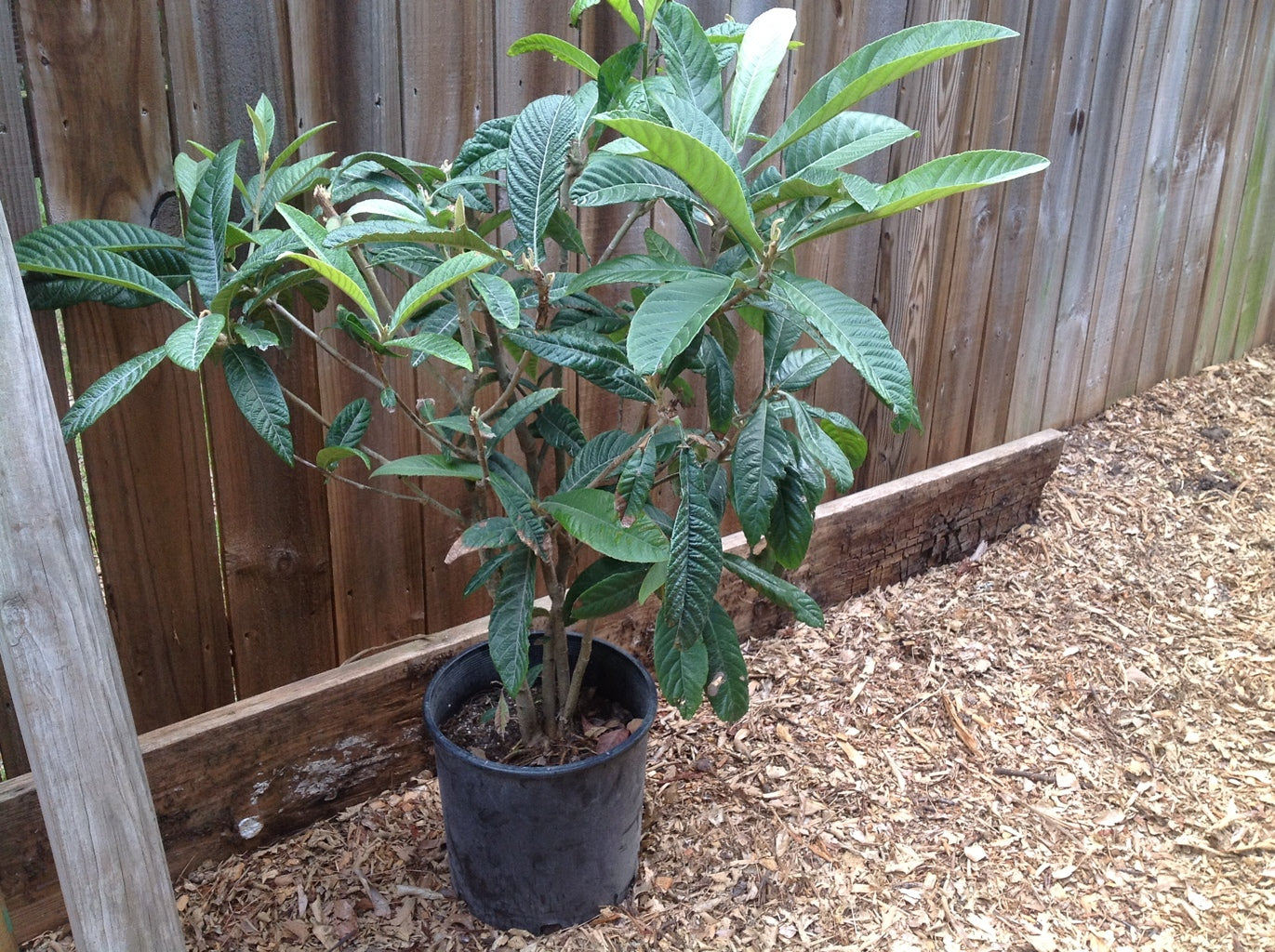 Níspero - Mespilus Germanica (90/150CM)