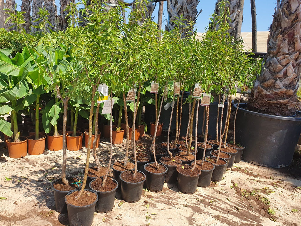 Almendro - Prunus Dulcus (90/150CM)