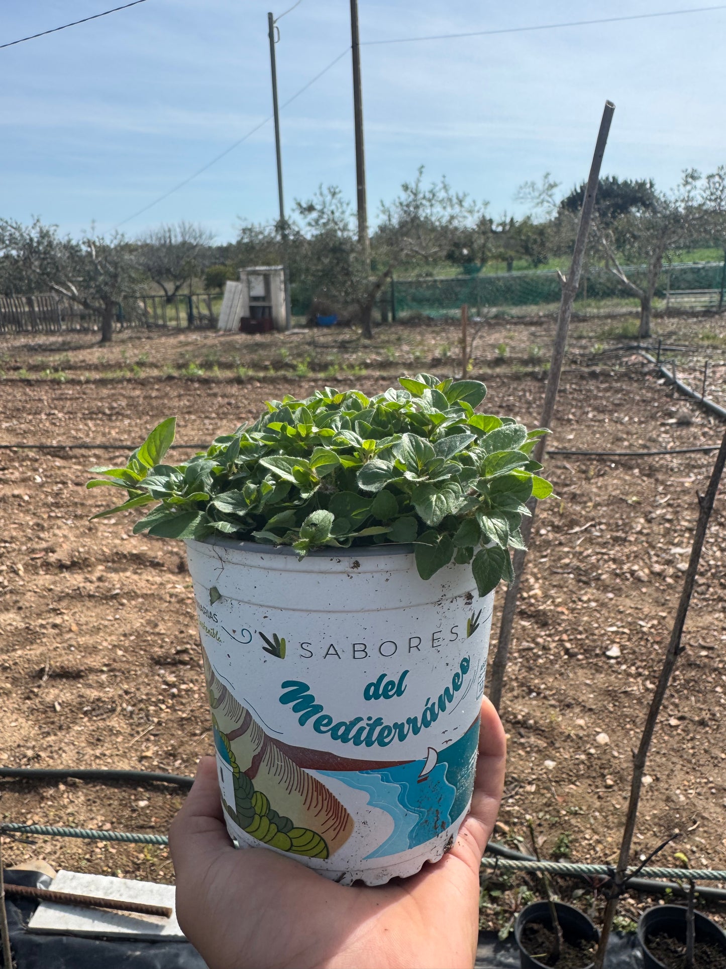 Oregano - Origanum Vulgare