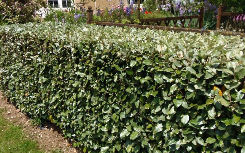 Eleagno - Elaeagnus x Ebbingei Compacta