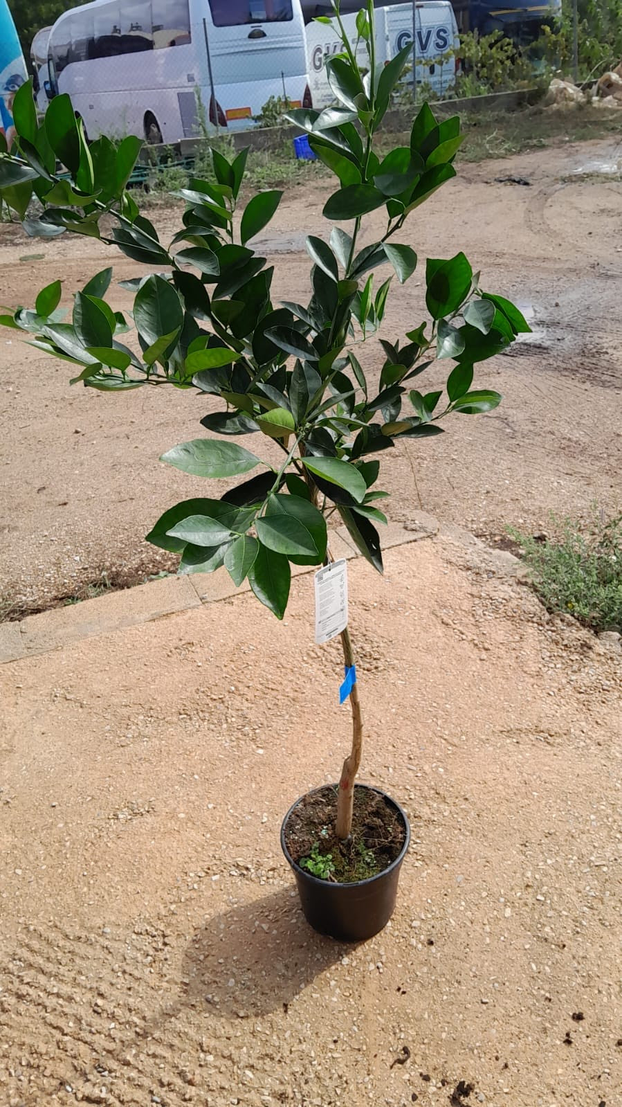 Naranjo - Citrus Sinensis (80/120CM)