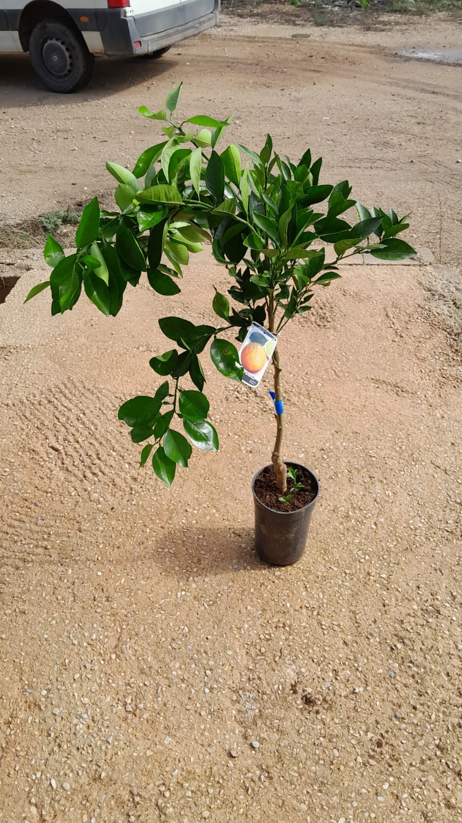 Naranjo - Citrus Sinensis (80/120CM)