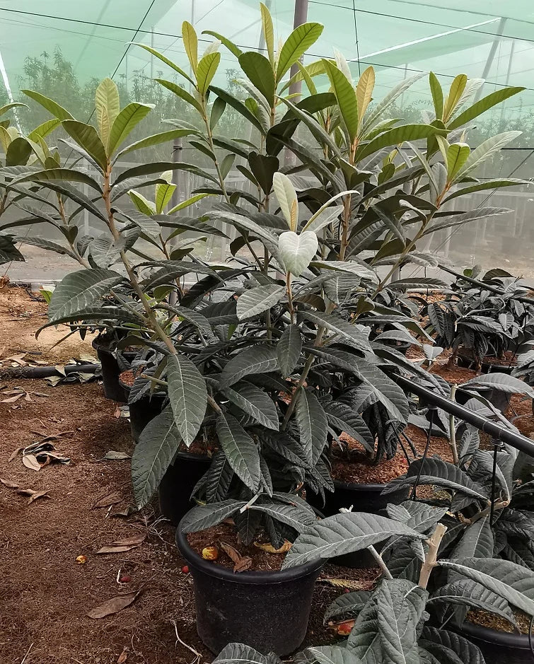 Níspero - Eriobotrya Japonica (90/150CM)
