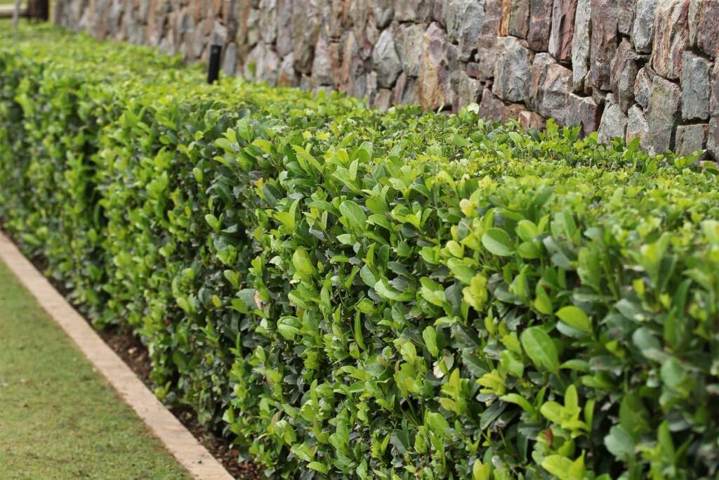 Viburnum Lucidum - Laurel Salvaje (30/50cm)