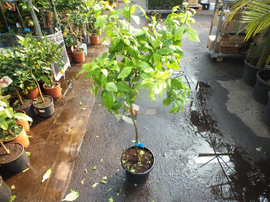 Pomelo - Citrus paradisi (90/120cm)