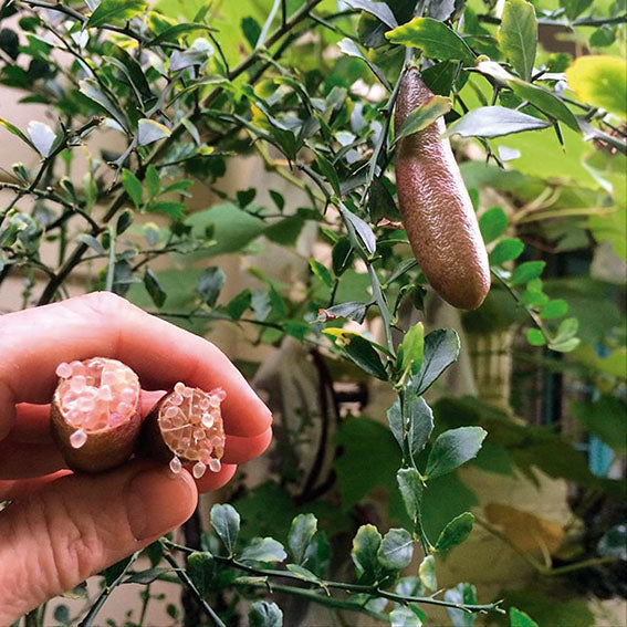 Citrus Caviar - Microcitrus Australasica