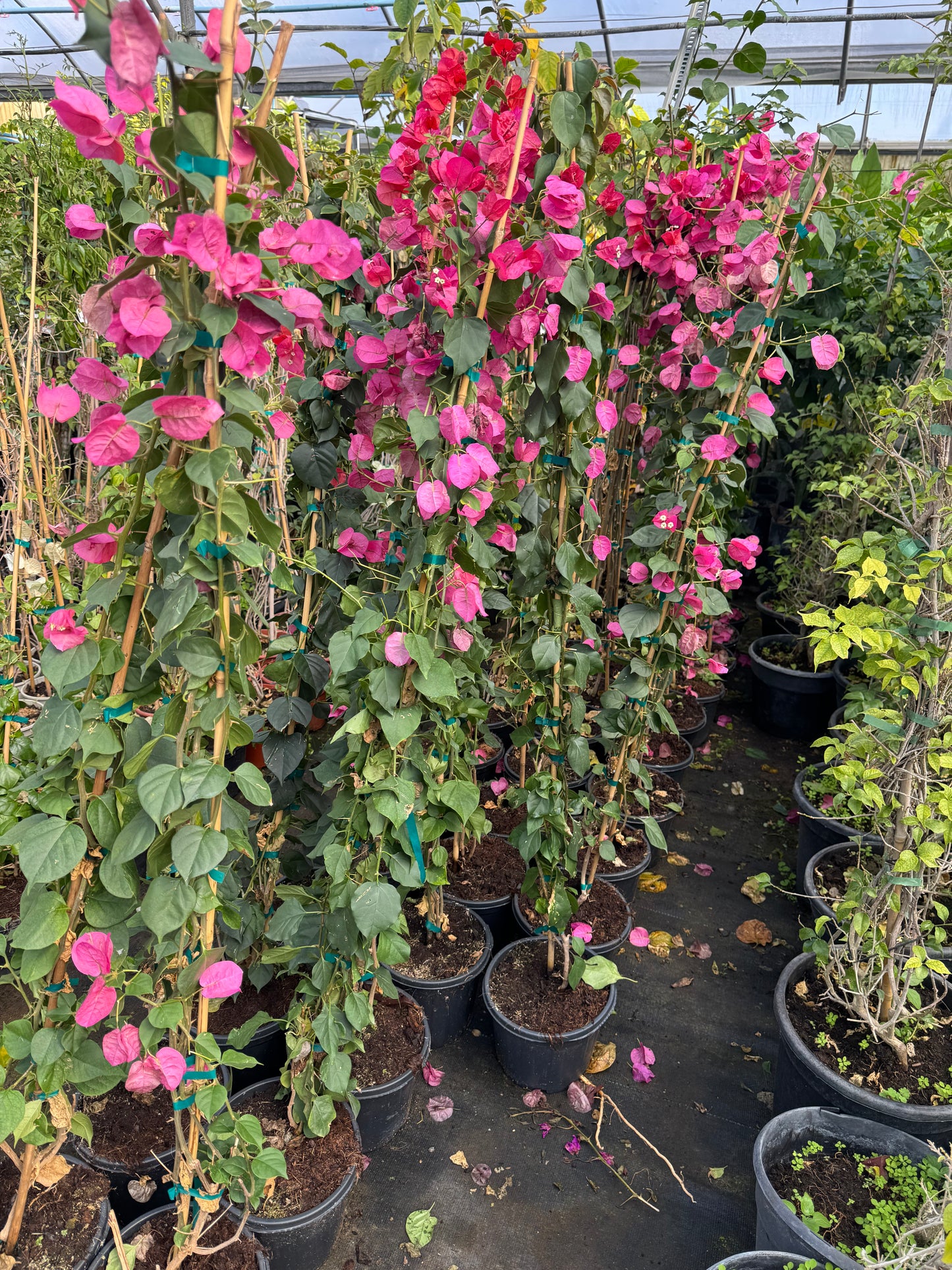 Buganvilla - Bougainvillea Sanderiana