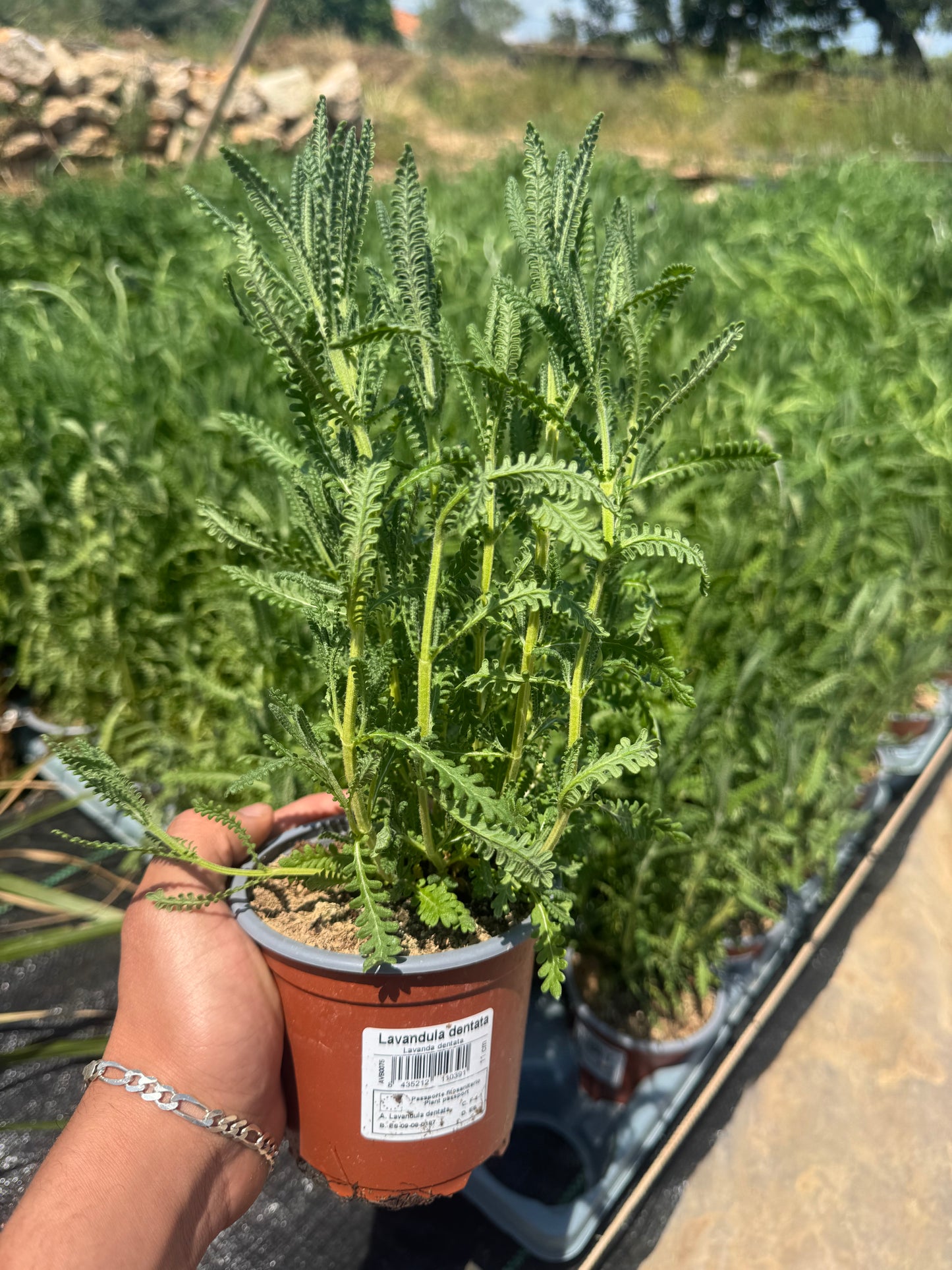 Lavanda - Lavandula dentata (20/40 cm)
