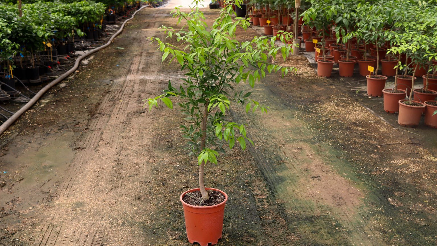 Avana Apireno - Citrus deliciosa Ten (80/100cm)