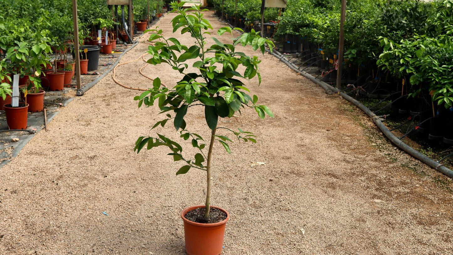 Bergamota - Citrus bergamia (80/100cm)