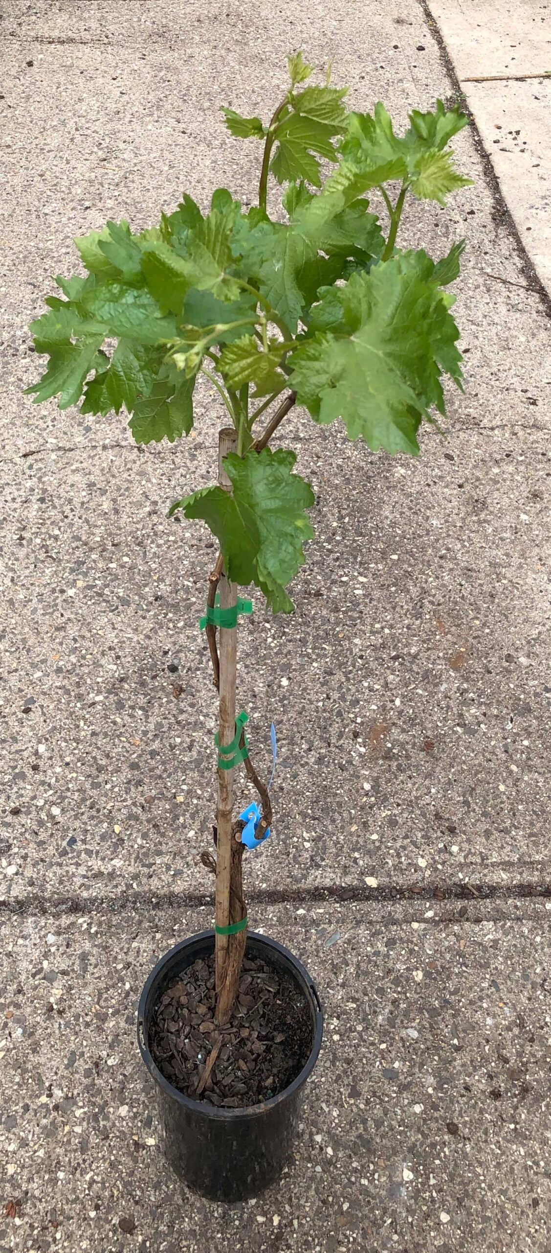 Parra De Uva - Vitis Vinifera (100/110CM)