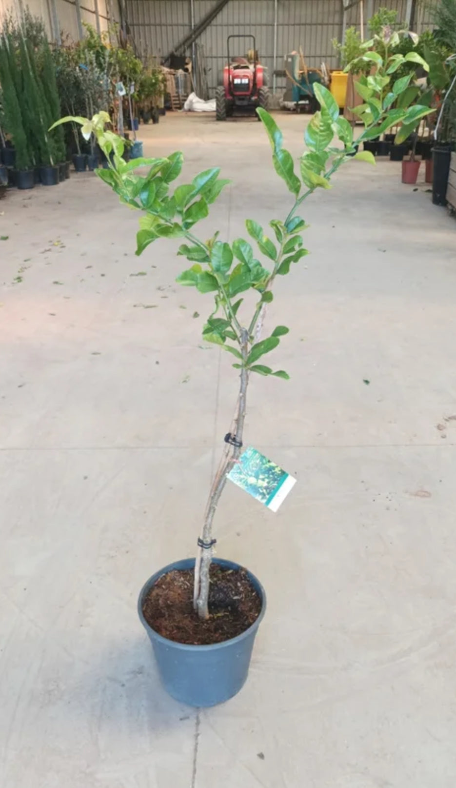Lima Kaffir - Citrus Hystrix