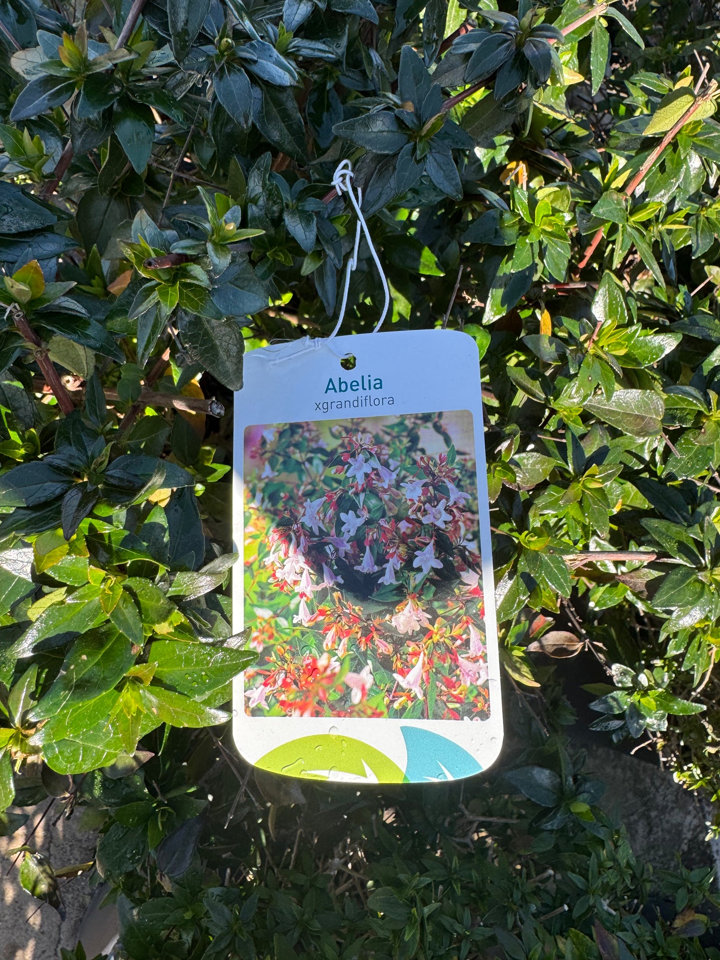 Abelia - Abelia x Grandiflora