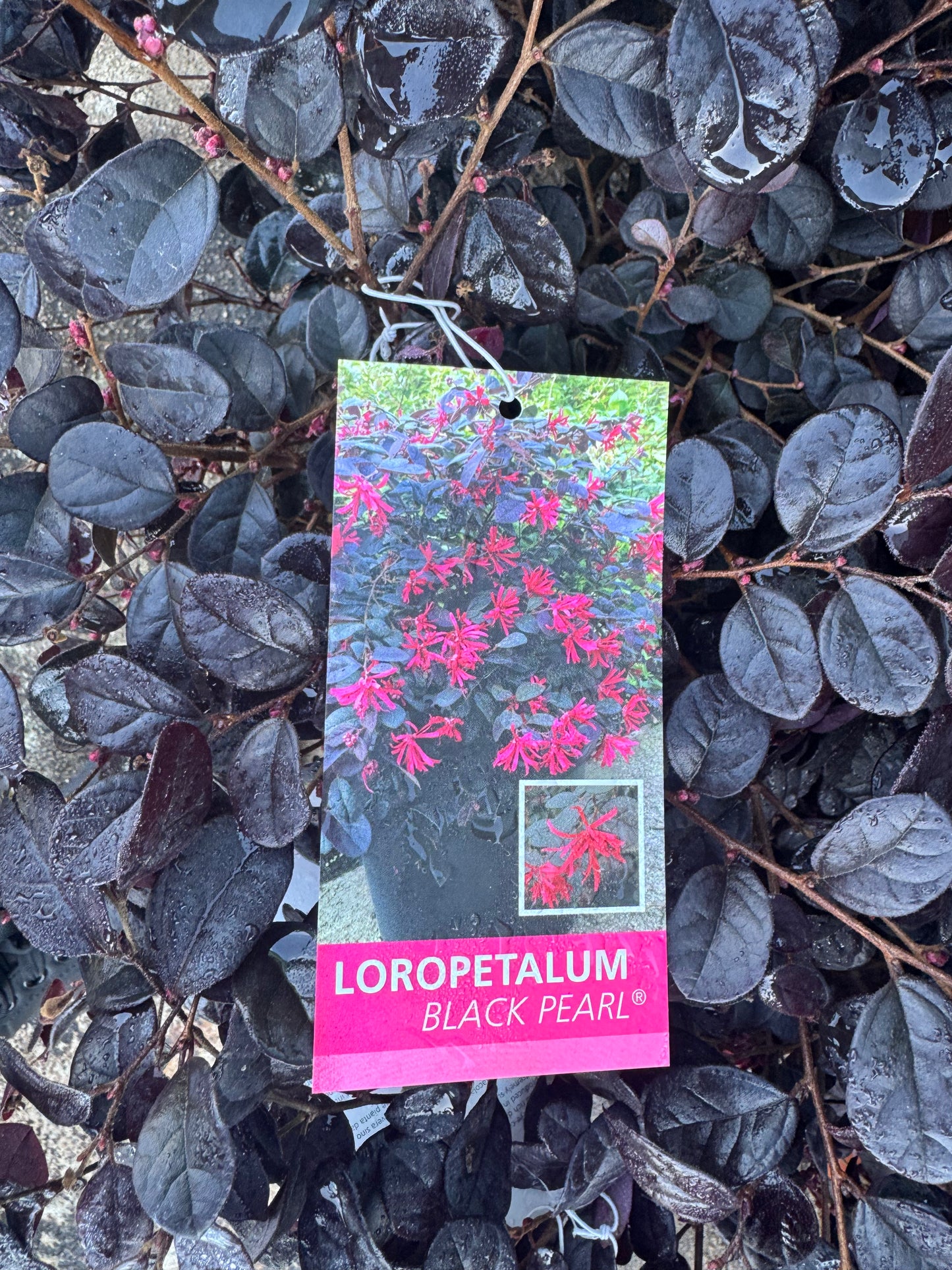 Loropetalum Chinensis - Black Pearl