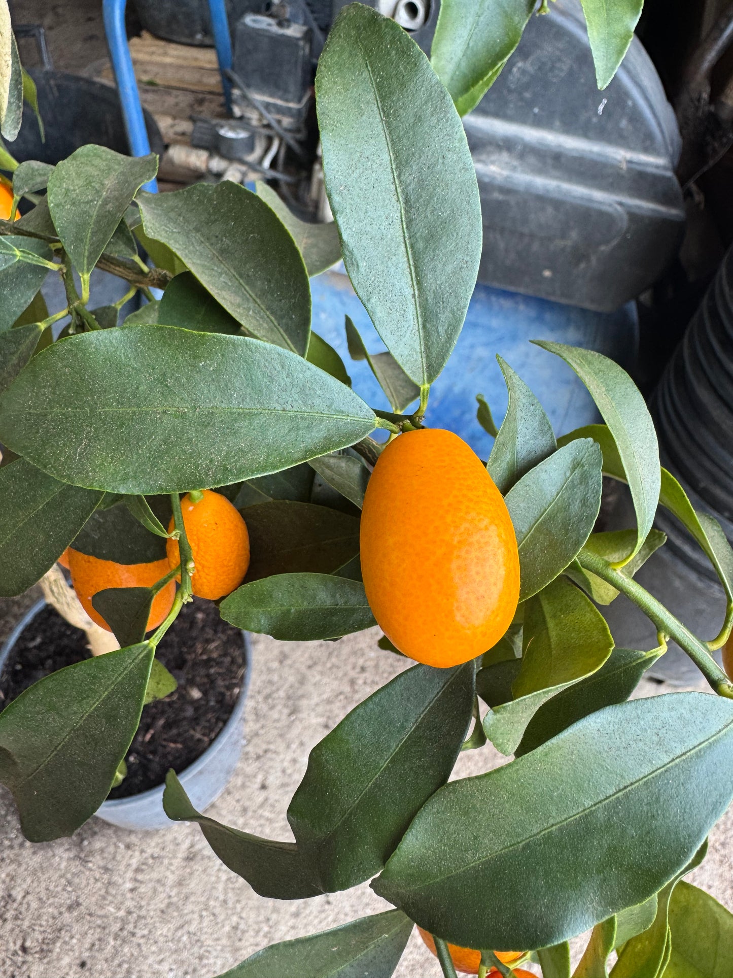 Kumquat - Citrus Japonica (100/120CM)