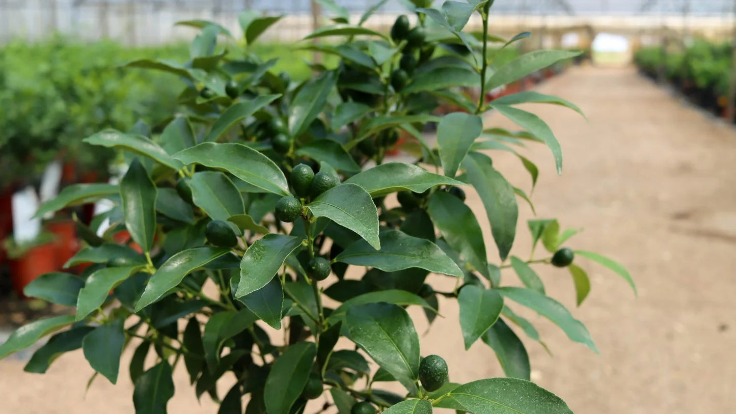 Kumquat - Citrus Japonica (70/100CM)