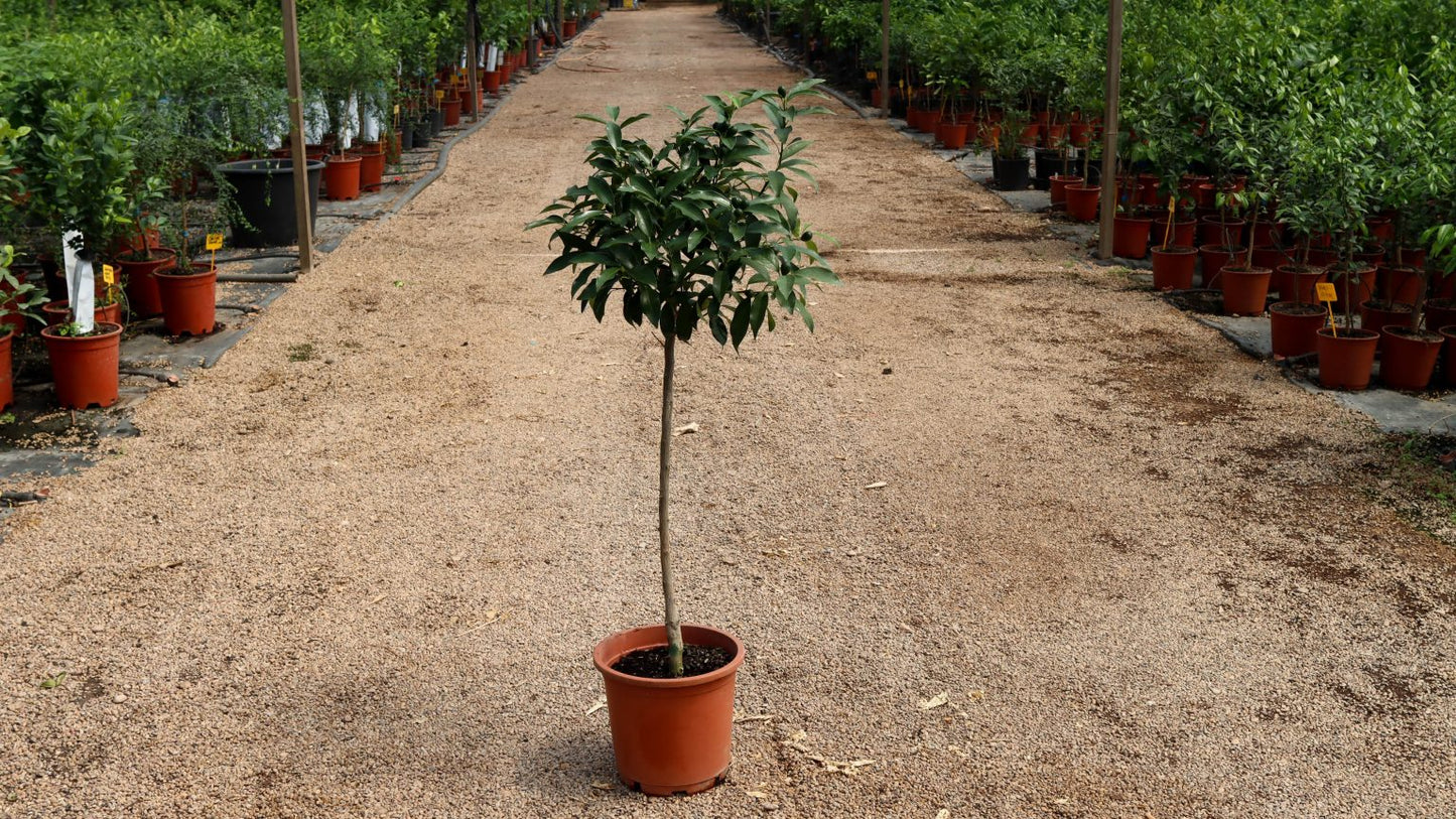 Kumquat - Citrus Japonica (70/100CM)