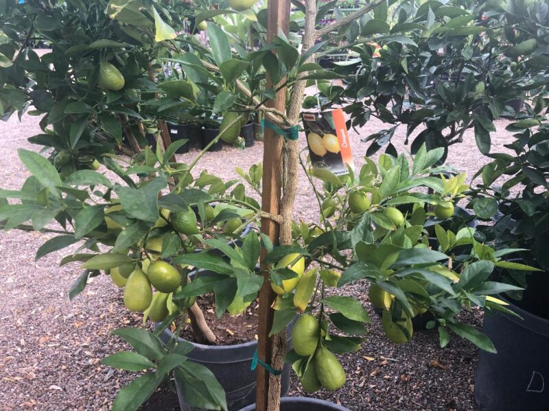 Limequat - Citrofortunella Floridana (80/100CM)