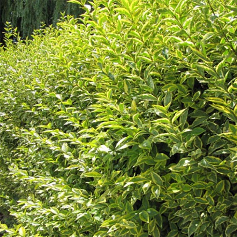 Aligustre - Ligustrum Ovalifolium