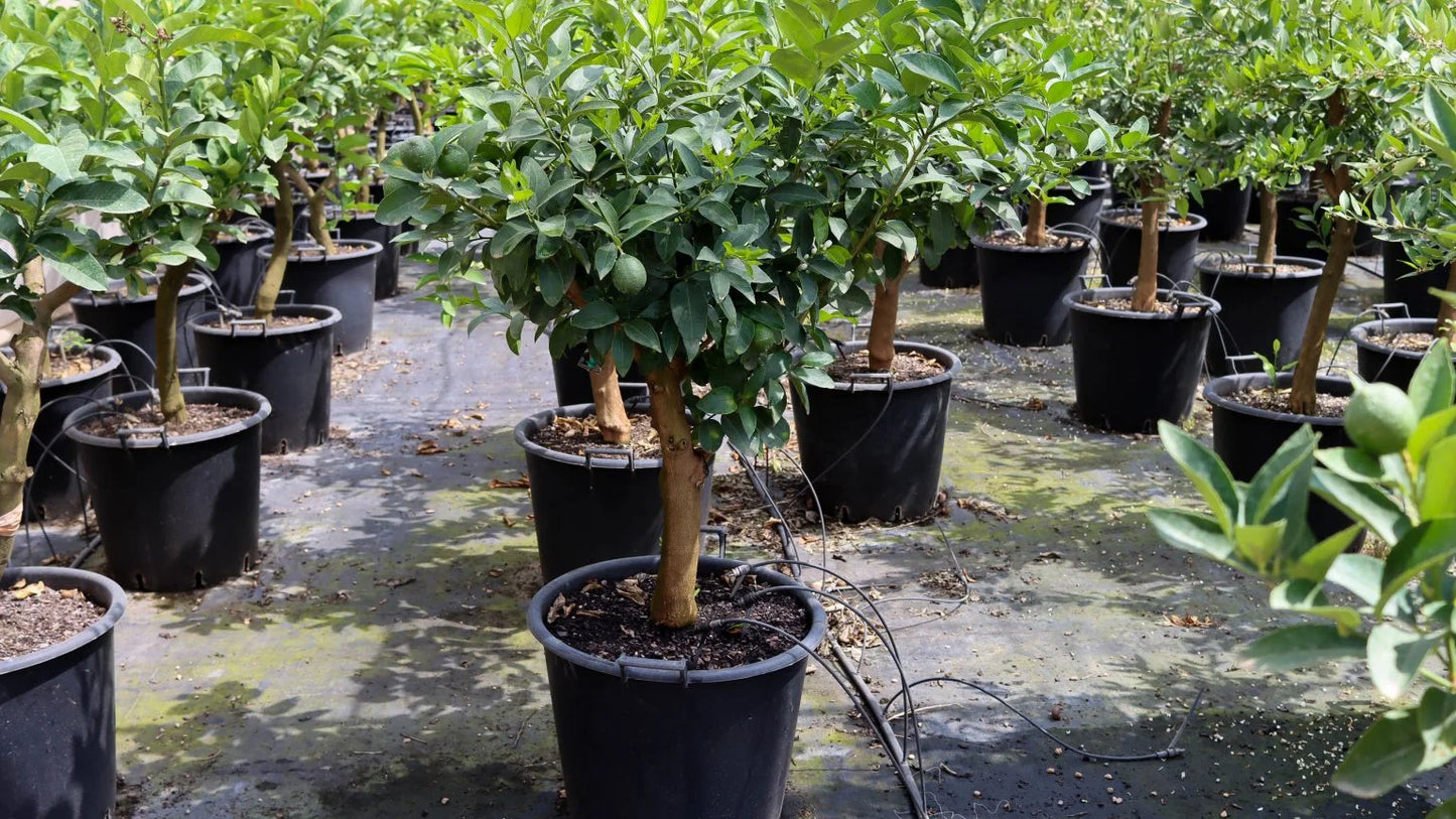 Lima Bears - Citrus Latifolia (80/110cm)