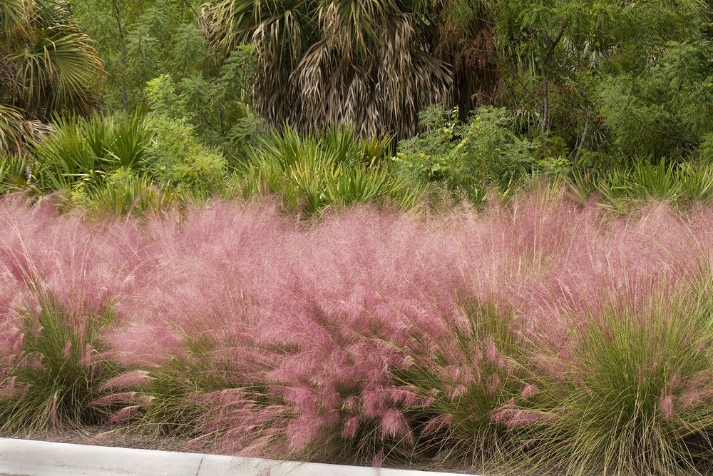 Muhly Grass - Muhlenbergia Capilaris