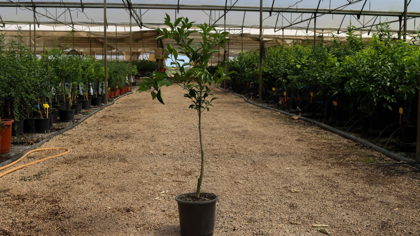 Naranjo Navel Chocolate - Citrus Cinensis