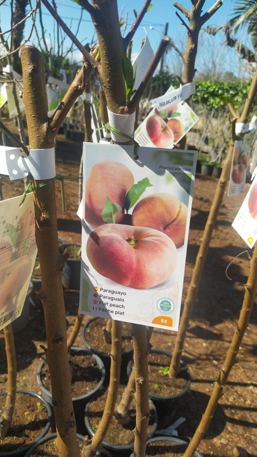 Paraguayo - Prunus persica var. platycarpa (90/100cm)