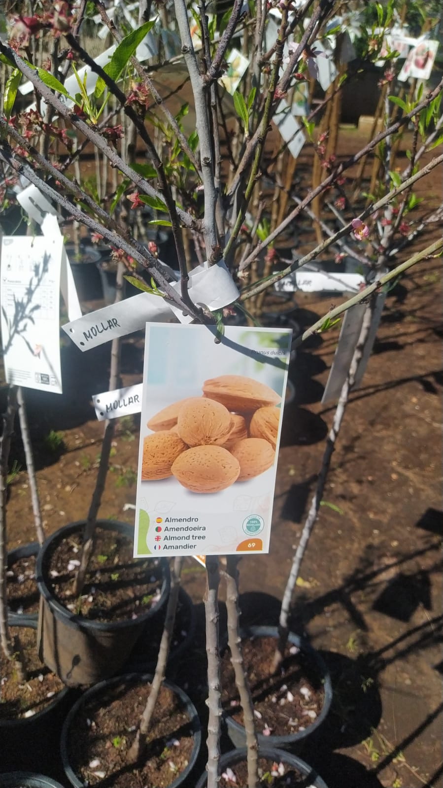Almendro - Prunus Dulcus (90/150CM)