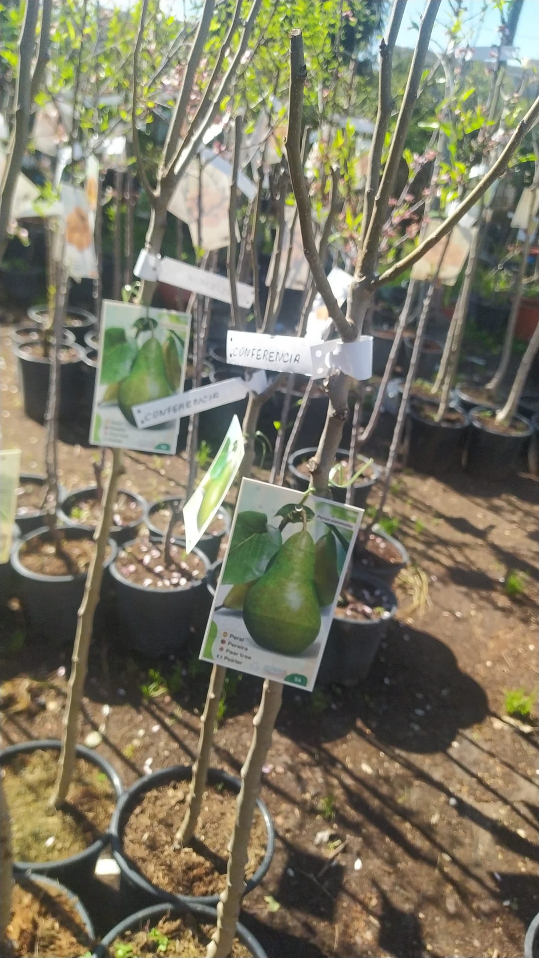 Peral - Pyrus Communis (80/120CM)