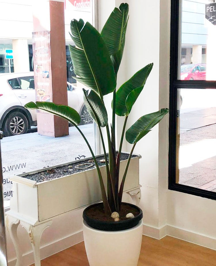 Ave Del Paraiso - Strelitzia Augusta