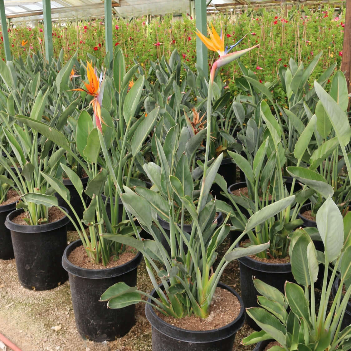 Ave Del Paraiso - Strelitzia Reginae