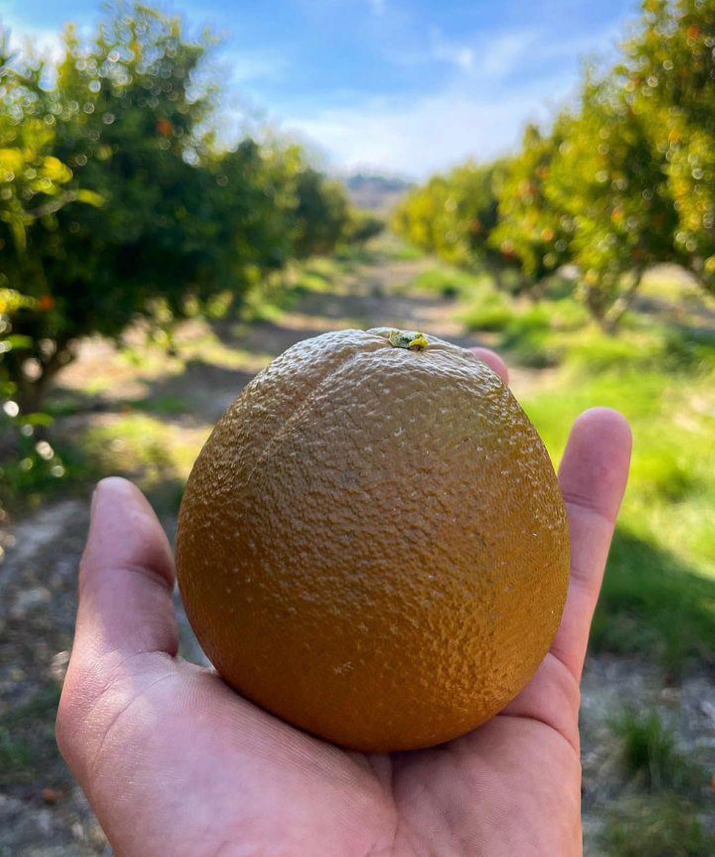 Naranjo Navel Chocolate - Citrus Cinensis