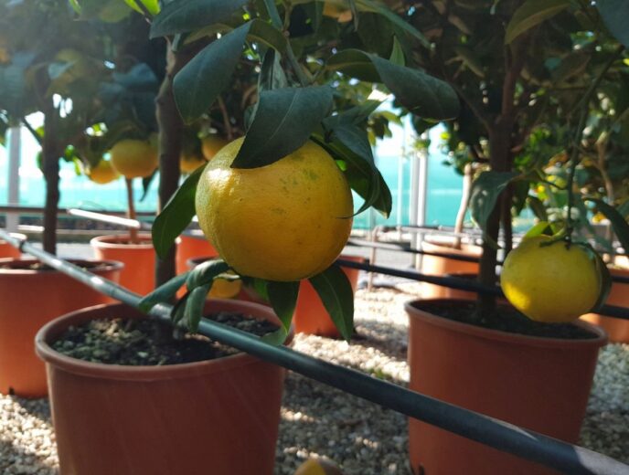 Bergamota - Citrus bergamia (80/100cm)