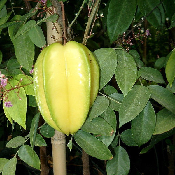 Carambolo - Averrhoa Carambola (90/110CM)