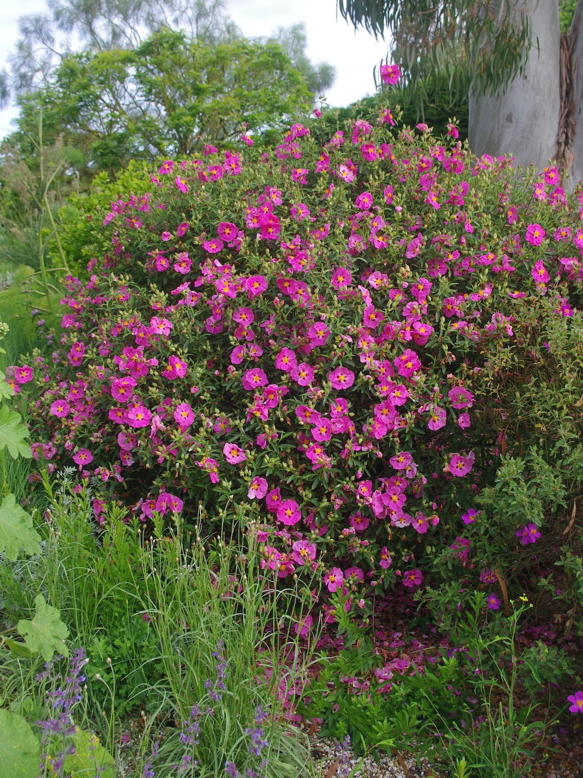 Jara purpúrea - Cistus purpureus (20-40cm)