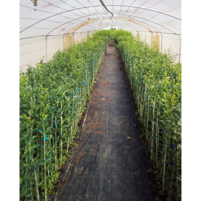 Citrus Forner Alcaide 5
