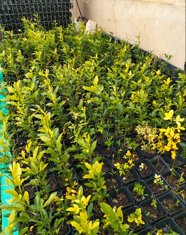 Citrumelo Cpb 4475