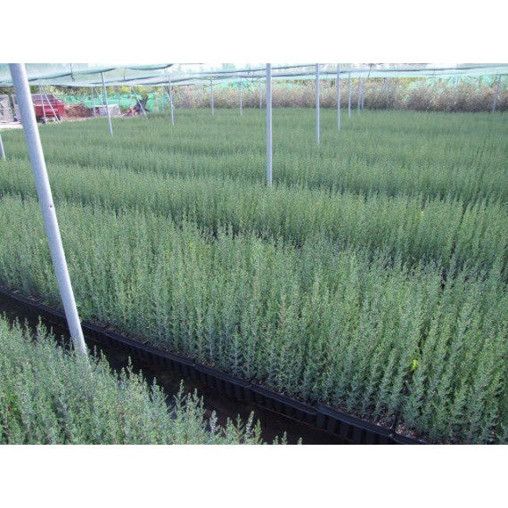 Cipres - Cupressus Semperviren
