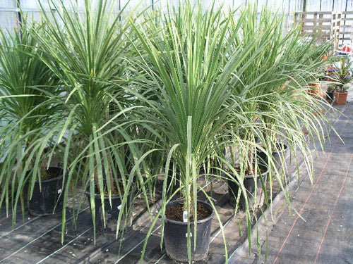 Dracena Indivisa - Cordyline Indivisa