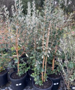 Feijoa - Acca Sellowiana (90/110CM)