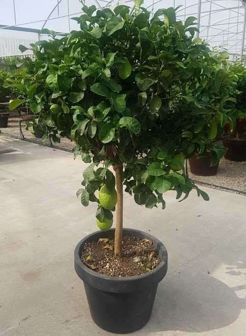 Cidra - Citruc Medica Diamante (100/120CM)