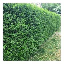 Aligustre - Ligustrum Vulgare