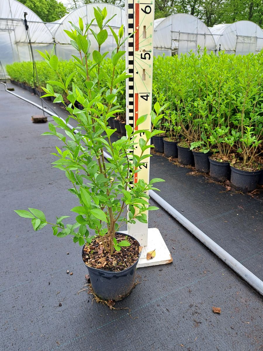 Aligustre - Ligustrum Ovalifolium