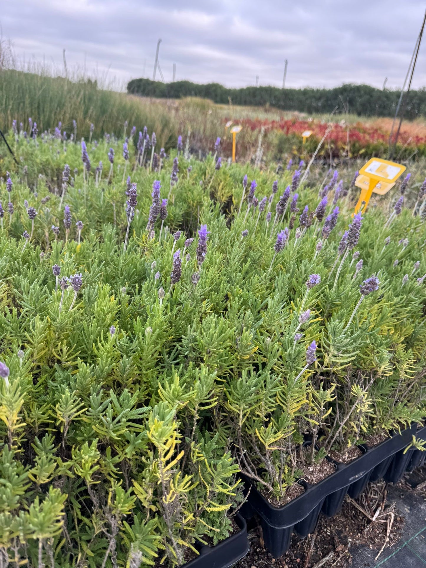 Lavanda - Lavandula dentata (20/40 cm)