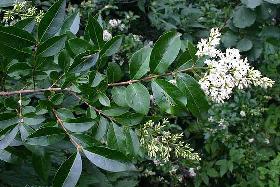 Aligustre - Ligustrum Vulgare